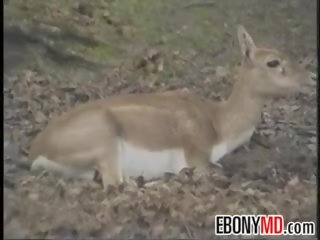 乌木 幻想 女人 党 拍着 在 该 丛林